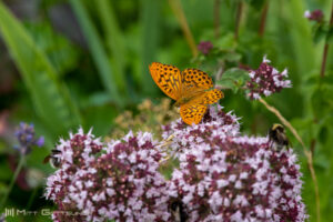 En lycklig Gottsundabo